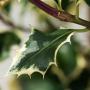 Silver Holly (Ilex Aquifolium Argentea Marginata) Single Leaf