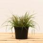 Pennisetum alopecuroides 'Hameln' Grass 2L Pot - view 2