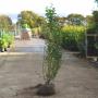 (Ligustrum vulgare) Wild Privet 150/175cm Root ball
