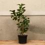 (Prunus laurocerasus 'Etna') Laurel Etna 40/60cm 5L pot
