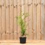 (Thuja plicata 'Atrovirens') Western Red Cedar 40/60cm 2L pot