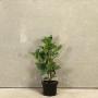 (Prunus laurocerasus 'Etna') Laurel Etna 20/40cm 2L pot x 75