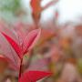 Photinia x Fraseri Little Red Robin Red Leaf