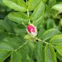 Rosa Rugosa Rubra (Pink Ramanus Rose) Flower Bud