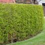 Common Privet (Ligustrum ovalifolium) Full Hedge