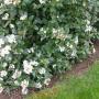 Viburnum Tinus Eve Price Full Hedge