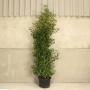(Prunus Lusitanica angustifolia) Portuguese Laurel 150/175cm 20L pot
