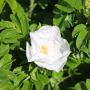 Rosa Rugosa Alba (White Ramanus Rose) Flower