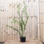 (Ligustrum vulgare) Wild Privet 60/90cm 5L pot