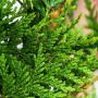 Western Red Cedar (Thuja Plicata Atrovirens) Leaf