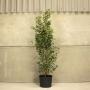 (Prunus Lusitanica angustifolia) Portuguese Laurel 120/150cm 15L pot