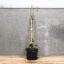 (Hedera Hibernica) Irish Ivy 30/40cm 2L pot
