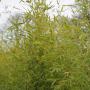 Golden Bamboo (Phyllostachys aureum) Hedge