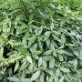 Spotted Laurel (Aucuba japonica Crotonifolia) Green Leaves
