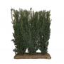 English Yew (Taxus baccata) Easy Hedge Instant Hedging Element 120cm high 100cm wide