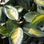 Oleaster Limelight (Elaeagnus x ebbingei Limelight) Multiple Leaves