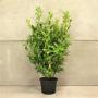 (Prunus laurocerasus 'Rotundifolia') Cherry Laurel 150/175cm 15L pot