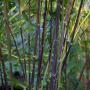 Black Bamboo (Phyllostachys Nigra) Canes
