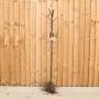 Red Devil Apple Tree 90/120cm Bare Root - view 2