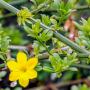 Jasminum nudiflorum flowers and foliage