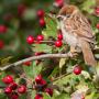 Hawthorn (Craetagus Monogyna) Berries and Sparrow