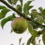 Bramley Seedling Apple Tree 90/120cm Bare Root - view 2