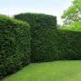 English Yew (Taxus Baccata) Squared Hedge