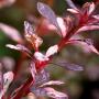 Berberis Rose Glow (Berberis thunbergii Harlequin) Stem and leaves