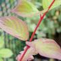 Red Dogwood (Cornus Alba) Stems and Leaf