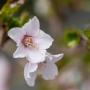 Prunus incisa 'Kojo-no-mai' Flowers Close Up