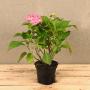 Hydrangea macrophylla Masja 3L Pot