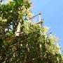 Japanese Privet Fresh Pleached Tree 200cm Clear Stem, 8-10cm Girth, 140 Wide x 120 High, Pot Grown - view 2