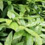 lSpotted Laurel (Aucuba japonica Crotonifolia) Leaves