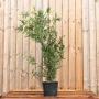 (Thuja plicata 'Atrovirens') Western Red Cedar 90/120cm 5L pot