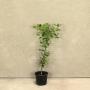 (Ilex aquifolium) English Holly 60/90cm 2L pot x 50