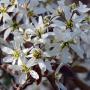 Juneberry (Amelanchier canadensis) Flowers Close Up