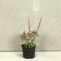 (Berberis thunbergii 'Harlequin') Berberis Rose Glow 20/30cm 2L pot