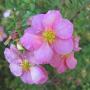 Pink Potentilla (Potentilla Pink Beauty) Single Flower