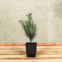 (Taxus baccata) English Yew 20/30cm 9cm pot