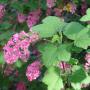 Flowering Currant (Ribes Sanguineum King Edward) Flowers and Leaves