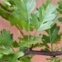 Hawthorn (Craetagus Monogyna) Leaf Close Up