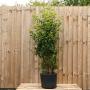 (Prunus Lusitanica angustifolia) Portuguese Laurel 175/200cm 20L pot