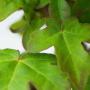 Field Maple (Acer Campestre) Leaf Close Up