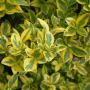 Golden Privet (Ligustrum Ovalifolium Aureum) Leaves Close Up