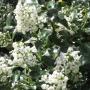 White Escallonia (Escallonia Iveyi) Full Hedge