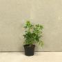 (Choisya ternata) Mexican Orange Blossom 15/20cm 2L pot