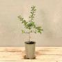 (Prunus spinosa) Blackthorn 40/60cm 2L pot