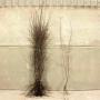 (Prunus spinosa) Blackthorn 90/120cm bare root x 100