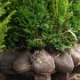 (Taxus baccata) English Yew 100/125cm x 16 Root ball