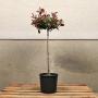 Topiary Mini Standard 25/30cm Head 7L Photinia 'Little Red Robin'